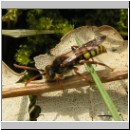 Nomada signata - Wespenbiene m01.jpg